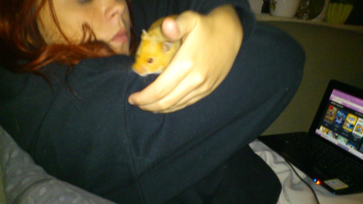 Hamster Dumle billede 6