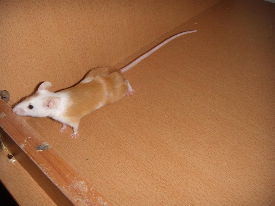 Mus VM's Blousey. billede 1