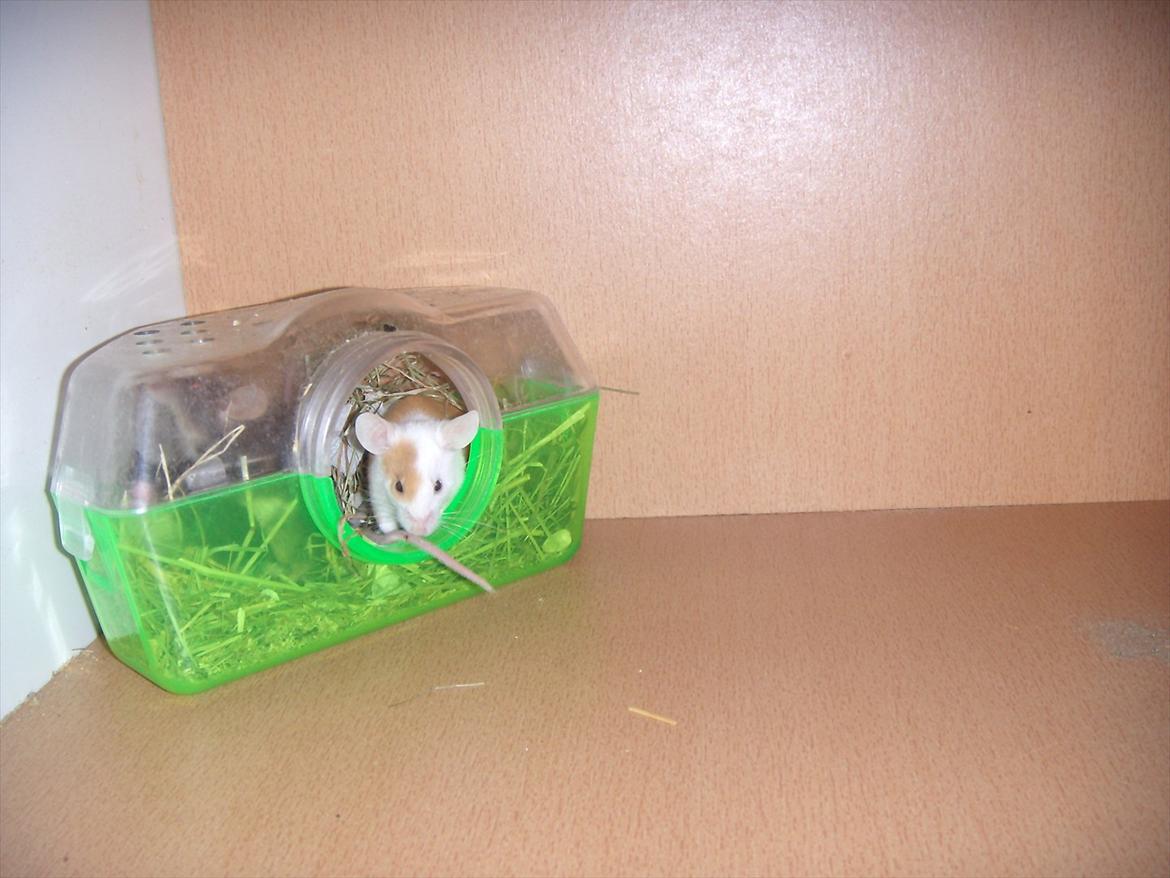 Mus VM's Blousey. billede 5