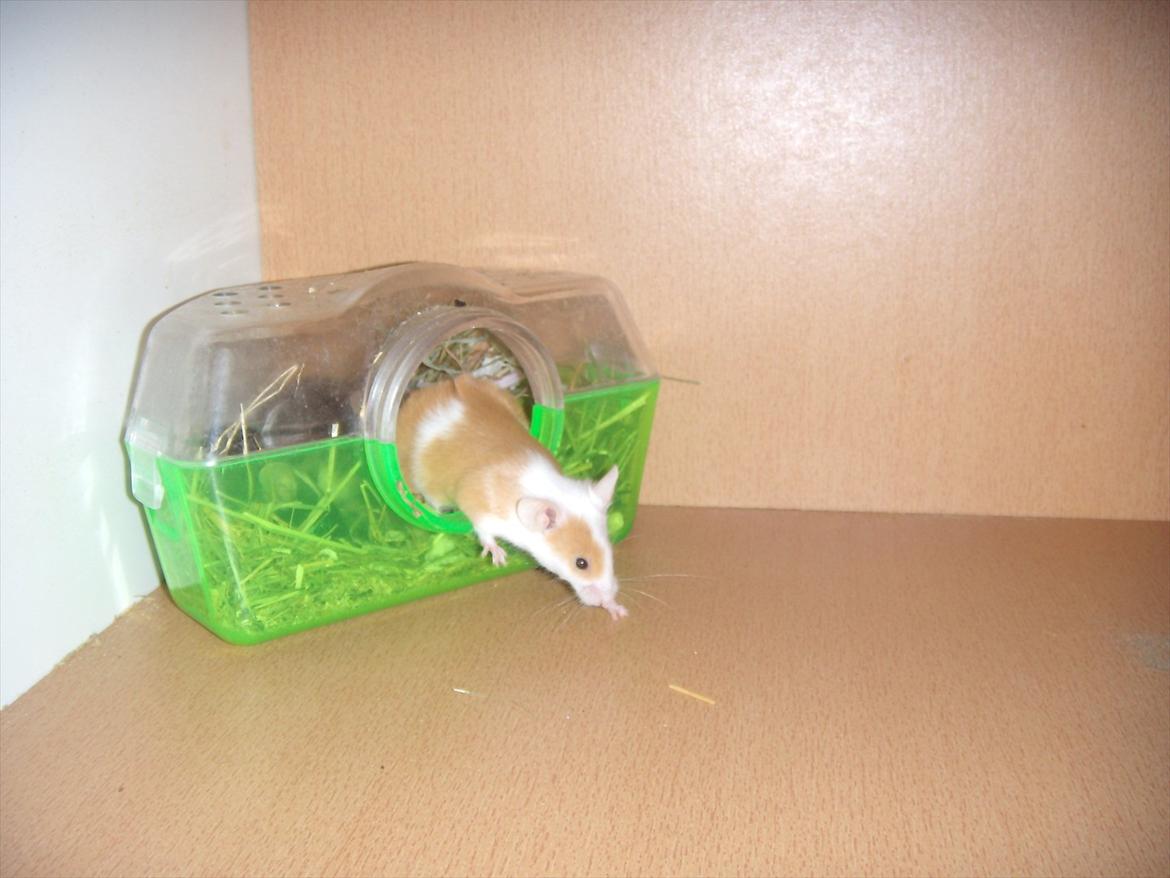 Mus VM's Blousey. billede 6