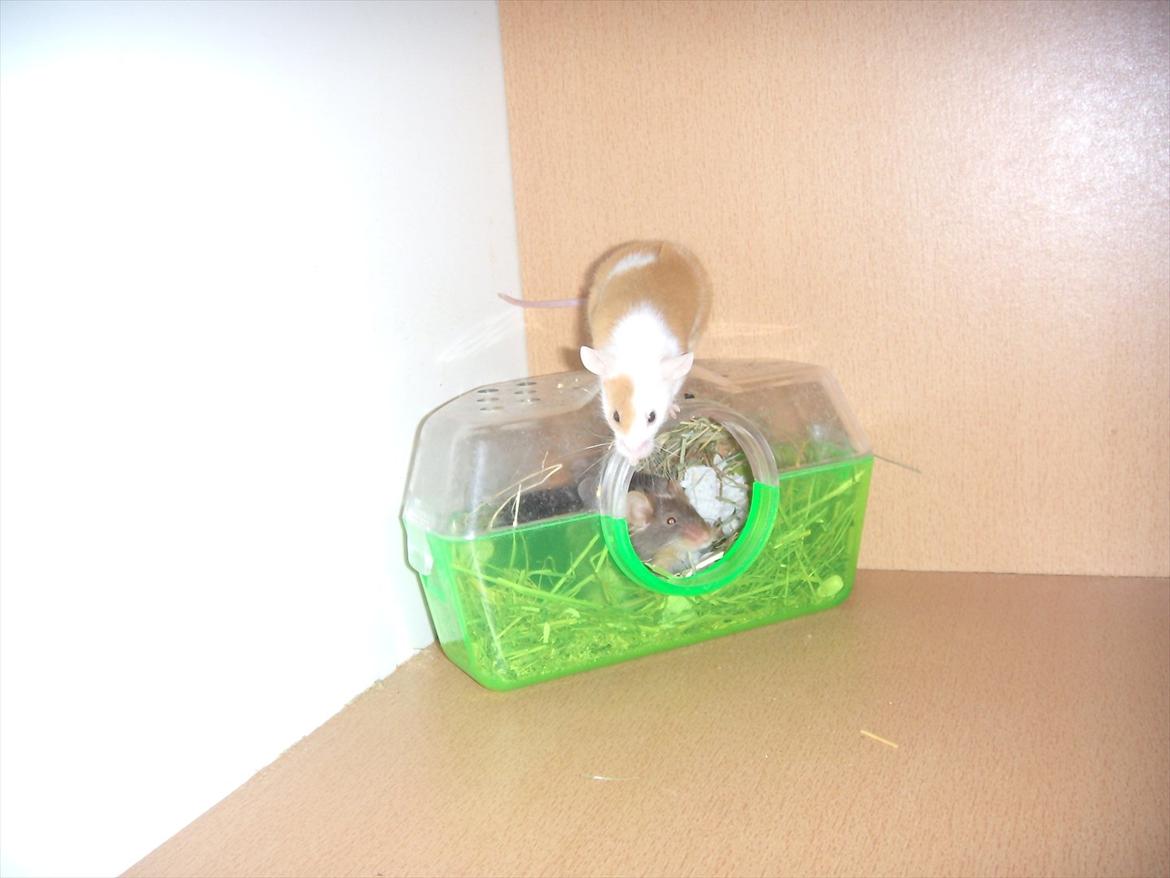 Mus VM's Blousey. billede 9