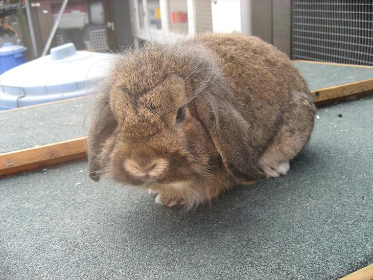 Kanin Terkel billede 1