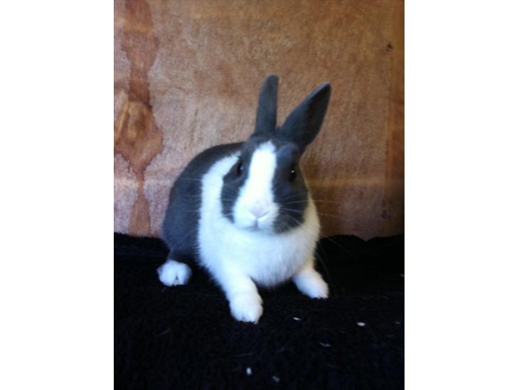 {{currentPhoto.altText}} billede {{currentPhoto.number}}