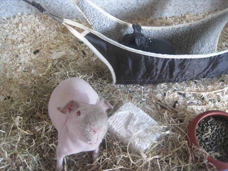 {{currentPhoto.altText}} billede {{currentPhoto.number}}