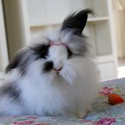 Kanin Panda (teddy dværg)