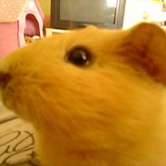 Marsvin Snoppy [Delle dyret]