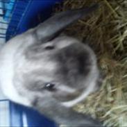 Kanin Alexander Kanberg