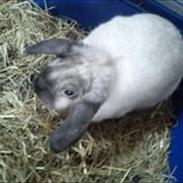 Kanin Alexander Kanberg