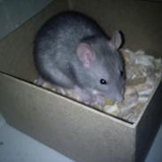 Tamrotte Bella R.I.P.