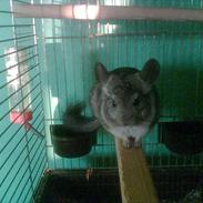 Chinchilla Buller