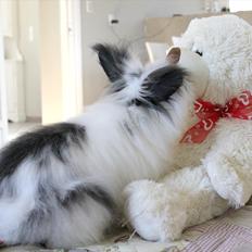 Kanin Panda (teddy dværg)