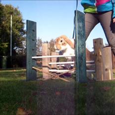 Kanin Nuser ( den Nye spring kanin )