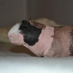 Marsvin Baby / Øffe