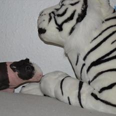 Marsvin Baby / Øffe