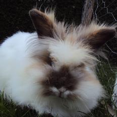 Kanin Stald Primas Prins Messi