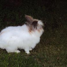 Kanin Stald Primas Prins Messi