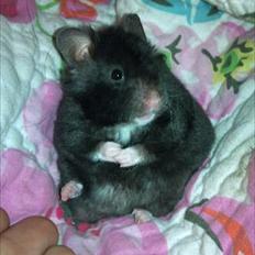 Hamster - Lars-Verner