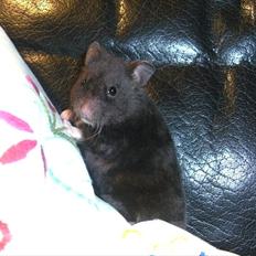 Hamster - Lars-Verner