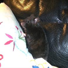 Hamster - Lars-Verner