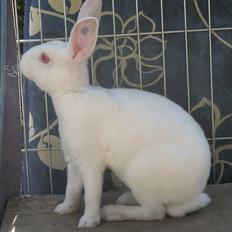 Kanin Mommios Classiá