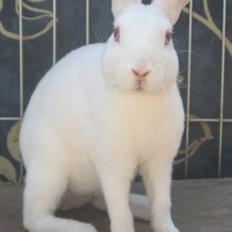 Kanin Mommios Classiá