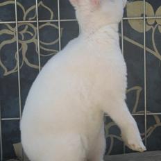 Kanin Mommios Classiá