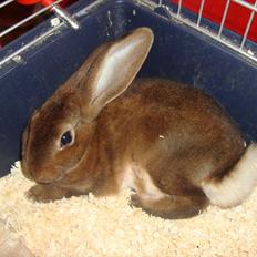 Kanin Shamigo's Mirantibus