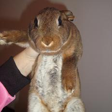 Kanin Shamigo's Mirantibus