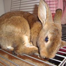 Kanin Shamigo's Mirantibus