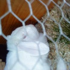 Kanin Sanne R.I.P † D. 13/6-2011 *Stjernene i himlen<3*