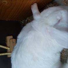 Kanin Sanne R.I.P † D. 13/6-2011 *Stjernene i himlen<3*