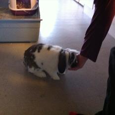 Kanin Tarzan Elvis Kløvedal *R.I.P*