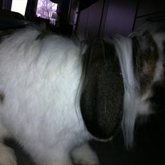 Kanin Tarzan Elvis Kløvedal *R.I.P*