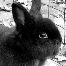 Kanin Speedy Cornsarles (forsvundet) :´(