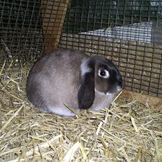 Kanin Kastaniegårds Kerstine - dv.