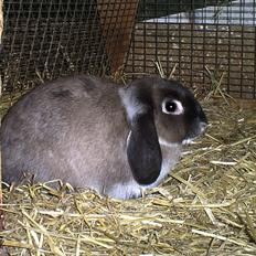 Kanin Kastaniegårds Kerstine - dv.