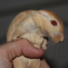 Ørkenrotte Guldlok (R.I.P)