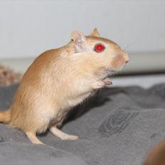 Ørkenrotte Guldlok (R.I.P)