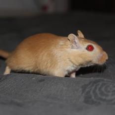 Ørkenrotte Guldlok (R.I.P)