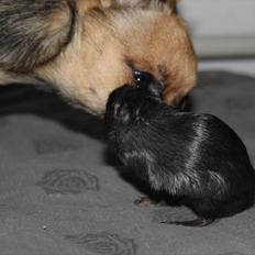 Ørkenrotte Kiara (R.I.P)