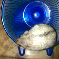 Dværghamster Silver