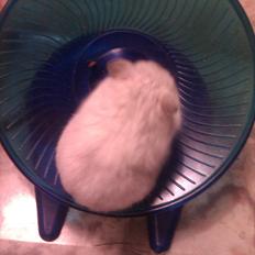 Dværghamster Snowie