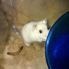 Dværghamster Snowie