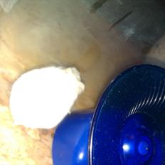 Dværghamster Snowie