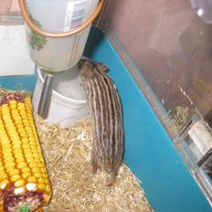 Zebramus Peter Haleløs