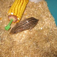 Zebramus Peter Haleløs