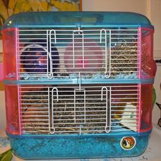 Dværghamster Arnakkegårds Miffy.