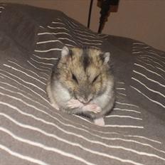 Dværghamster Arnakkegårds Miffy.