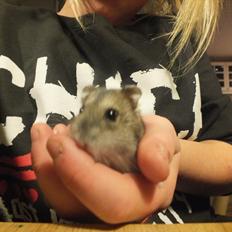 Dværghamster Arnakkegårds Miffy.