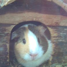 Marsvin Bluebells Anya